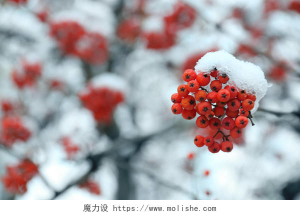 冬天落在红色果实上的雪的特写二十四节气立冬小雪大雪冬至小寒大寒